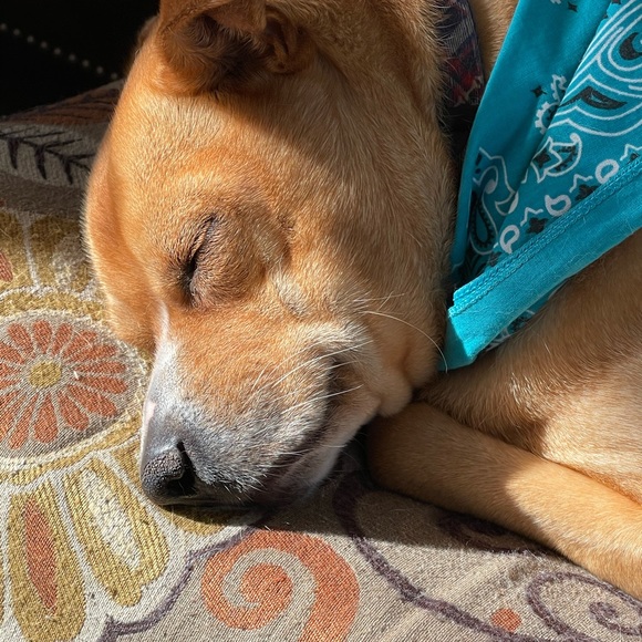 Meet your Posher, Deena - Picture 1 of 1